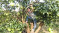 /album/%e5%a5%b3%e5%85%92%e6%9f%9a%e5%ad%90%e5%9c%92/%e6%8e%a1%e6%9f%9a%e5%ad%9005-jpg/